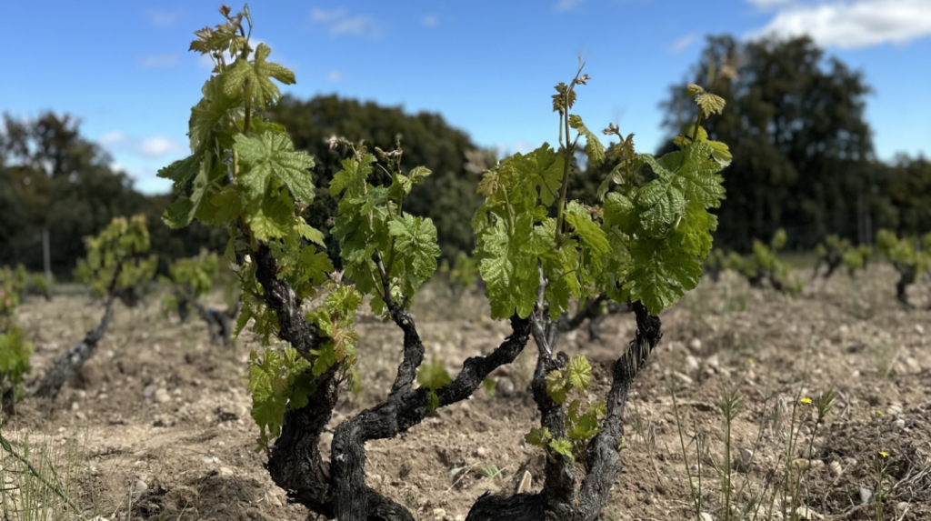 杜埃罗河岸（Ribera del Duero）: 从百年老藤到新锐佳酿